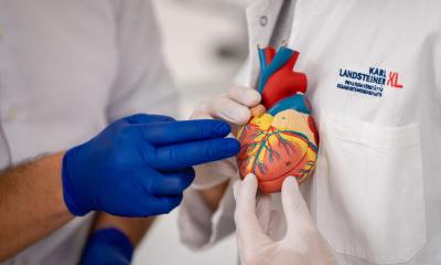Calfication de la valve cardiaque: cela dépend de la taille