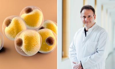 Recherche sur l'obésité: nouvelle connaissance des sous-types de cellules grasses