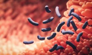 Les bactéries intestinales jouent un rôle clé dans la maladie de Crohn et la colite ulcéreuse