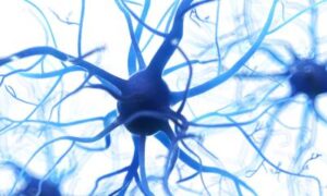 SLA et FTD : certaines cellules nerveuses sont particulièrement vulnérables