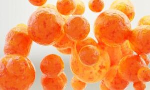 Les lipides en un coup d&rsquo;oeil – sans aucun colorant