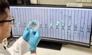 Un mini laboratoire montre comment les cellules immunitaires attaquent le cancer