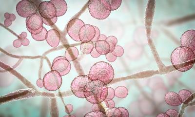 Candida auris : Nouvelle approche contre un champignon hospitalier multirésistant