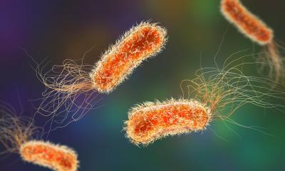 Vers des anticorps contre Pseudomonas aeruginosa