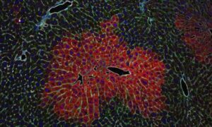 Le flux sanguin contrôle la fonction hépatique